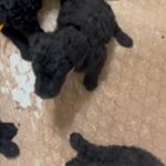 Akc Standard Black Poodles in Lehigh Acres, Florida