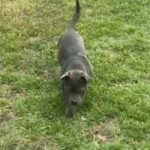 Female Pocket Bully in Denton, Texas