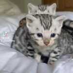 Bengal Kittens available in Louisville, Kentucky