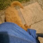 Mini Labradoodle in Arizona City, Arizona