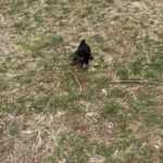 AKC Toy poodle Puppies in Arizona City, Arizona