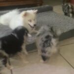 3 male Pomsky puppies 8 weeks old in Arizona City, Arizona