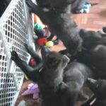 Solid black AKC German Shepherd puppies in Arizona City, Arizona