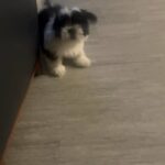 Shi tzu male 16 weeks in Arizona City, Arizona