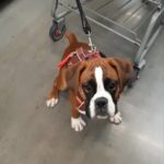 AKC European in Arizona City, Arizona