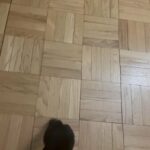 Puppy for sell name King in Arizona City, Arizona