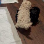Labradoodle mini’s in Arizona City, Arizona