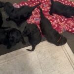 Akc Standard Poodles in Lehigh Acres, Florida