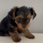 2 Month Male Yorkie in San Bernardino, California