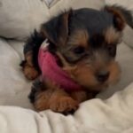 2 Month Female Yorkie in San Bernardino, California