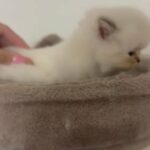 Persian Himalayan in Paterson, New Jersey