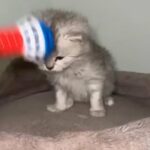 Siberian Kitten in Paterson, New Jersey
