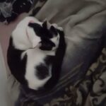 Princess Cow in Oakland, California