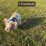 FEMALE MERLE AVAILABLE in Arizona City, Arizona