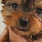 Yorkshire Terrier Male in Englewood, Colorado