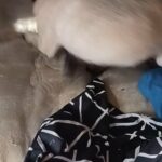 perry the pug in Somerset, Kentucky