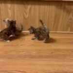Bengalese Kittens in Portage, Michigan