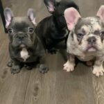 Adorable frenchie female pup in Arizona City, Arizona