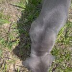 AKC Cane Corso in Arizona City, Arizona