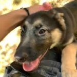 2 month old German shepherd in Arizona City, Arizona