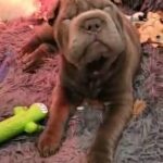 Shar-Pei Puppies! in Baltimore, Maryland