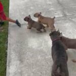 Cane corso Pups in Cape Coral, Florida