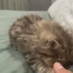 Persian Kittens in San Angelo, Texas