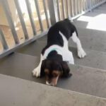 Basset Hound Puppy For Sale in Miami Beach, Florida