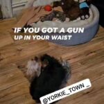yorkishire Terriers pups available in Brooklyn, New York