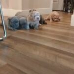 Micro Exotic Bullies 9 Weeks Old in Denver, Colorado