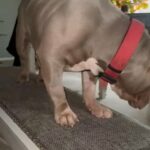 American Bully Abkc Registered DBB Du Bois in Indianapolis, Indiana