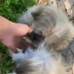 Lhasa Apso Puppy in Gainesville, Texas