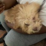 Help Rehome Mr.Solo in Graham, North Carolina