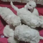 French poodle in Arizona City, Arizona