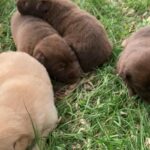 Labrador Retriever Puppies in Arizona City, Arizona