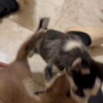 Siberian Husky puppies in Arizona City, Arizona