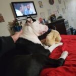 loving and caring pitbull(caring home) in Petersburg, Virginia