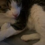 Cat in Dallas, Texas