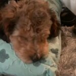 Yorkiepoo For Sale in Washington, District of Columbia