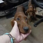 Sweet girl looking for furever home in Mason City, Iowa