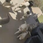 11 Great Pyrenees Puppy’s For Sale $100 Each in Wylie, Texas