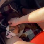 Tiny Bulldog Puppy Runt Of Litter in Naples, Florida