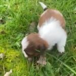 Shih Tzu Puppies! in Eugene, Oregon