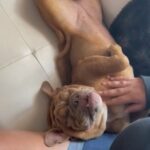 English Bulldog Puppy in Naples, Florida