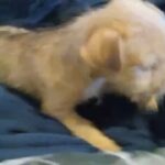 I'm selling yorkie mix let me know if your interested in Mission, Texas