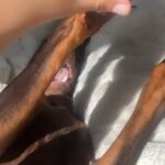 Doberman in San Diego, California