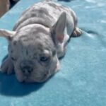 SOLD!!! “DOJA” - LILAC TRI MERLE ISABELLA FEMALE FRENCH BULLDOG in Dallas, Texas