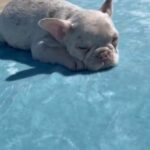 “ZENDAYA” - LILAC ISABELLA TRI MERLE FRENCH BULLDOG in Long Beach, California