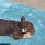 “ARIEL” - ROJO ISABELLA TRI FEMALE in Las Vegas, Nevada