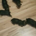 Geneva  and prince lokis puppies 4 males 3 females in Macon, Georgia